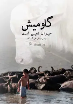 گاومیش حیوان نجیبی است (مستند)
